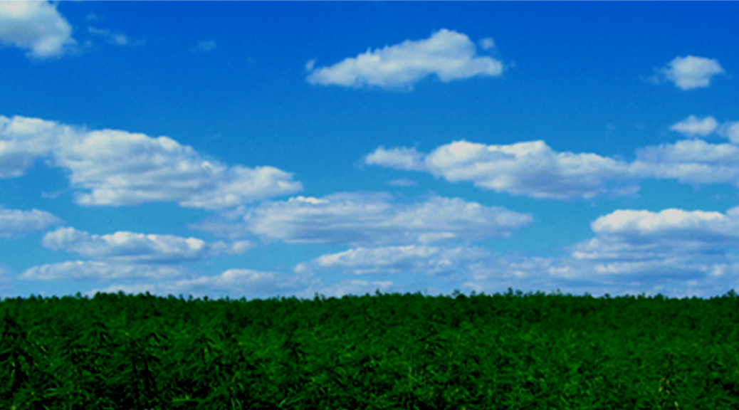 Green field with a blue sky on a sunny day.